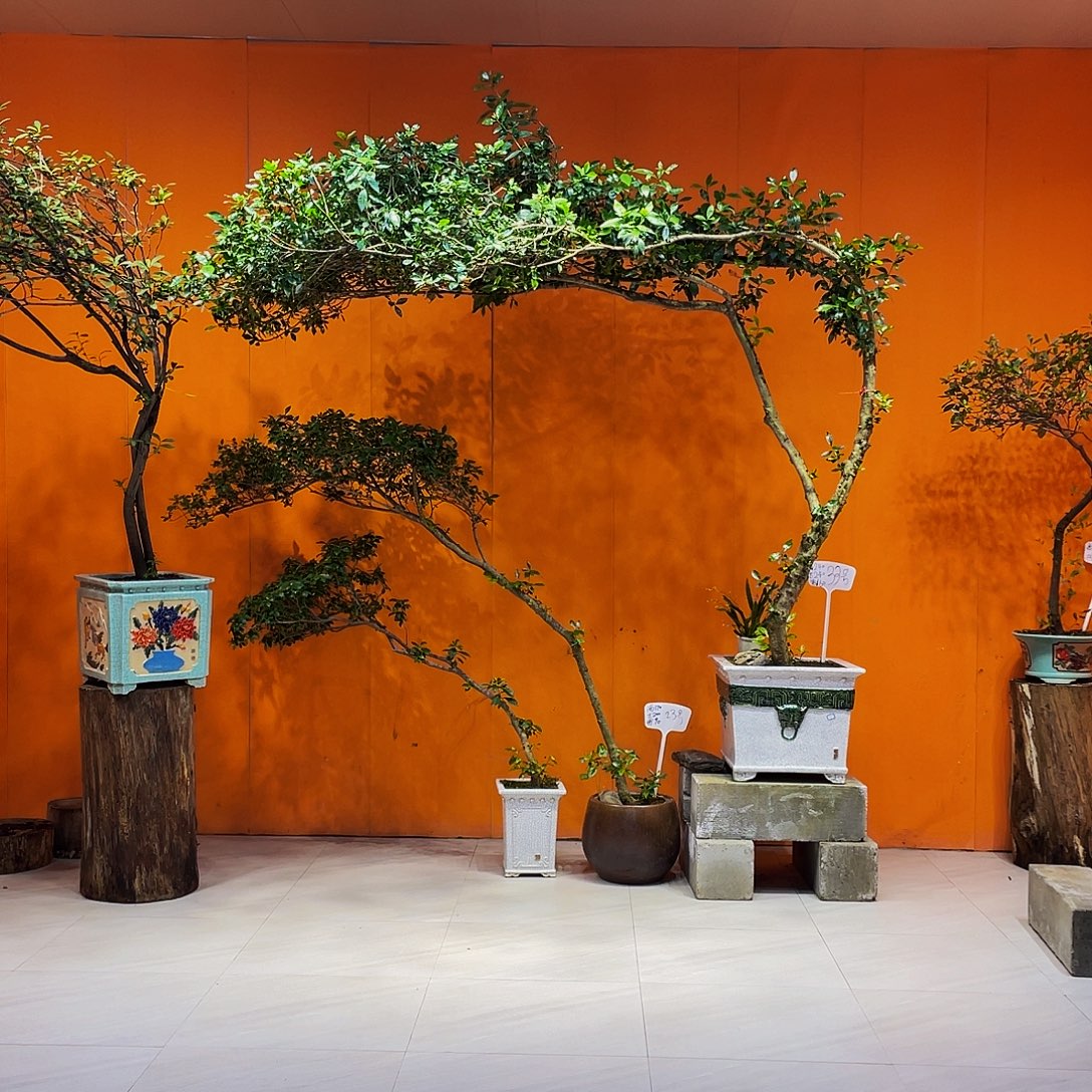 全部花朵海岛栀子花盆景