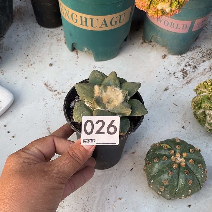 自根怒涛牡丹一颗26号