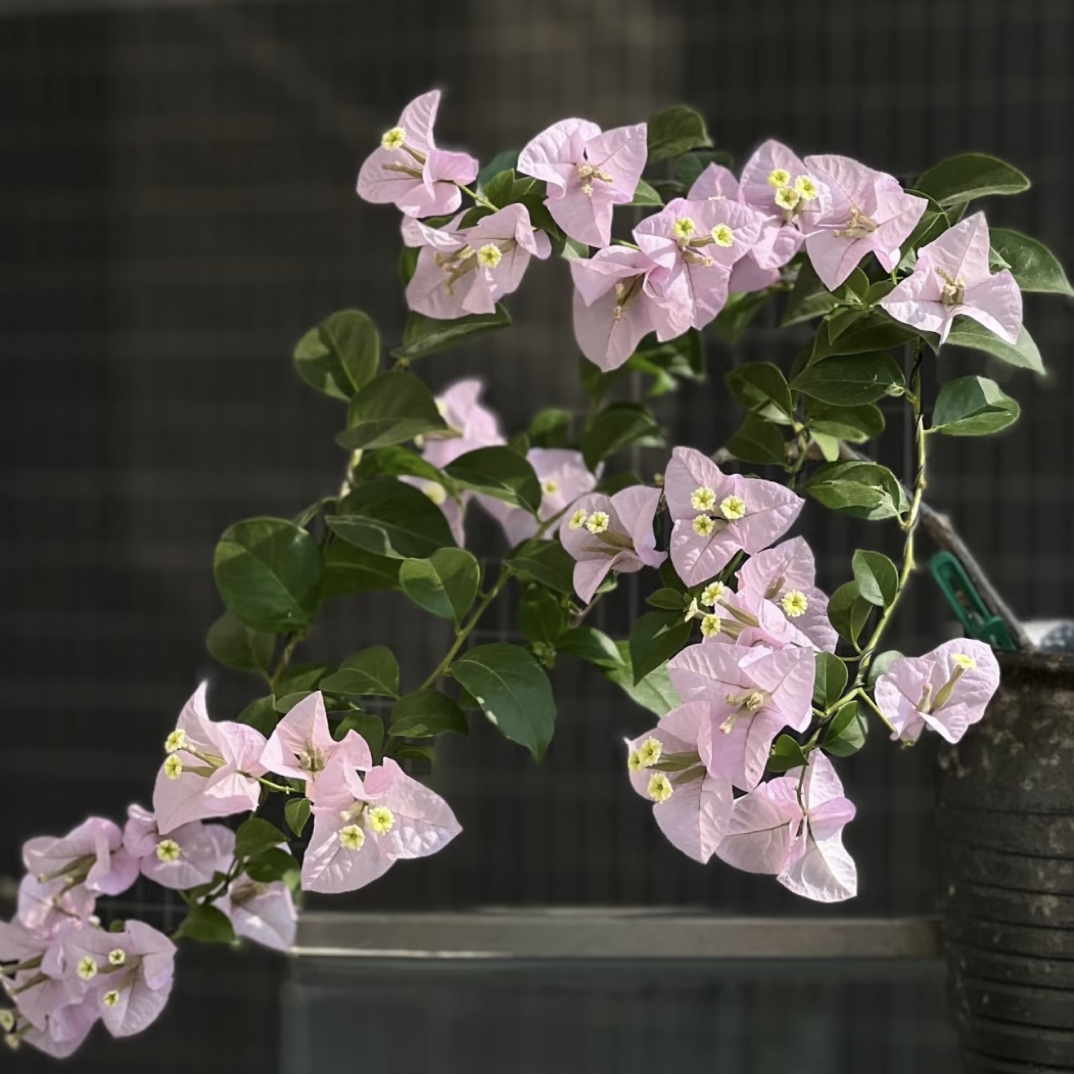 【平果花】四季勤花花色百变三角梅基地直邮