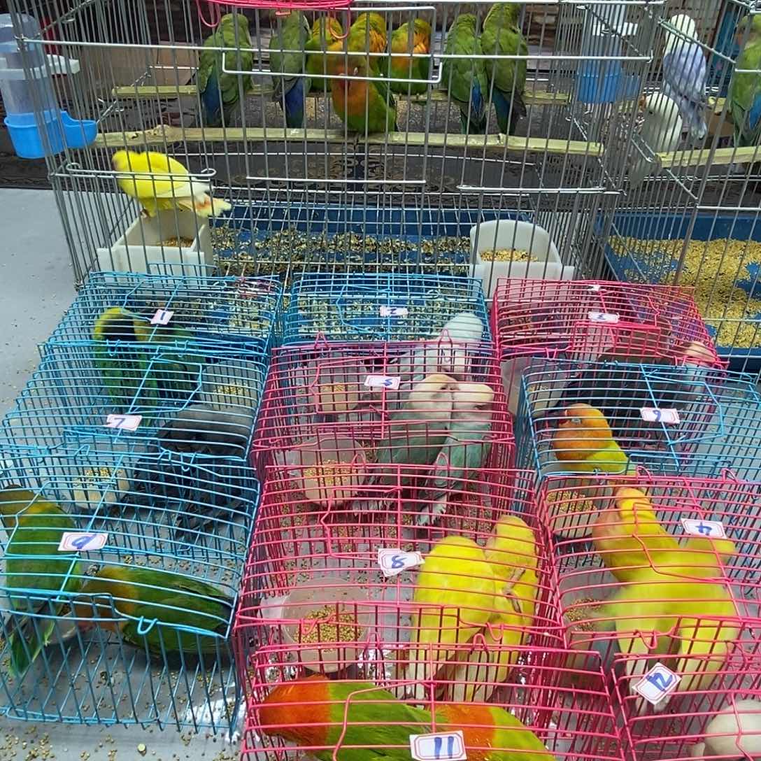 用***7桃脸牡丹鹦鹉绿桃