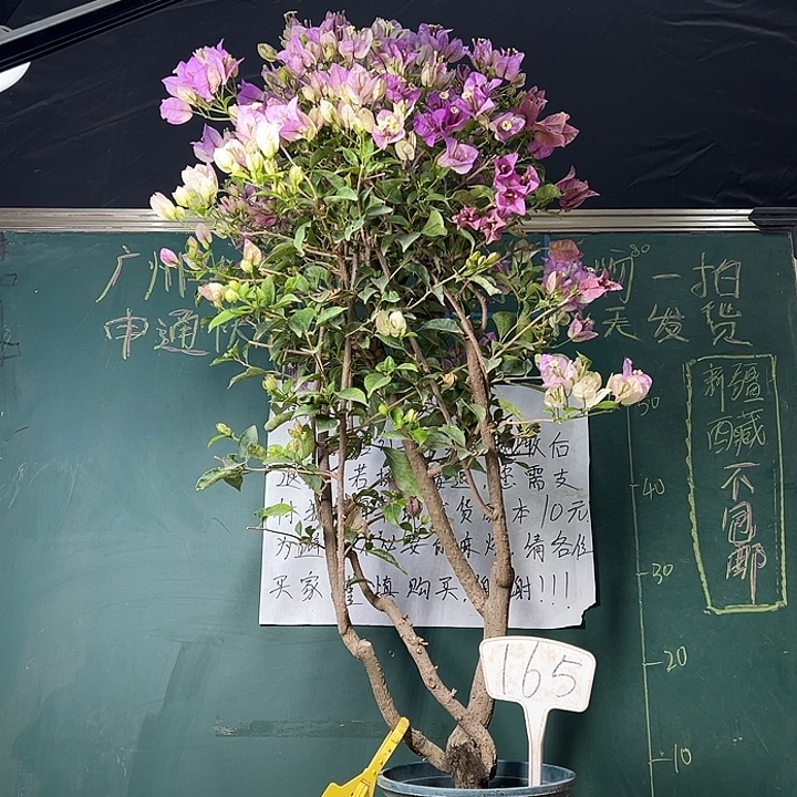 完全开放高85CM 雪紫 原生树头165