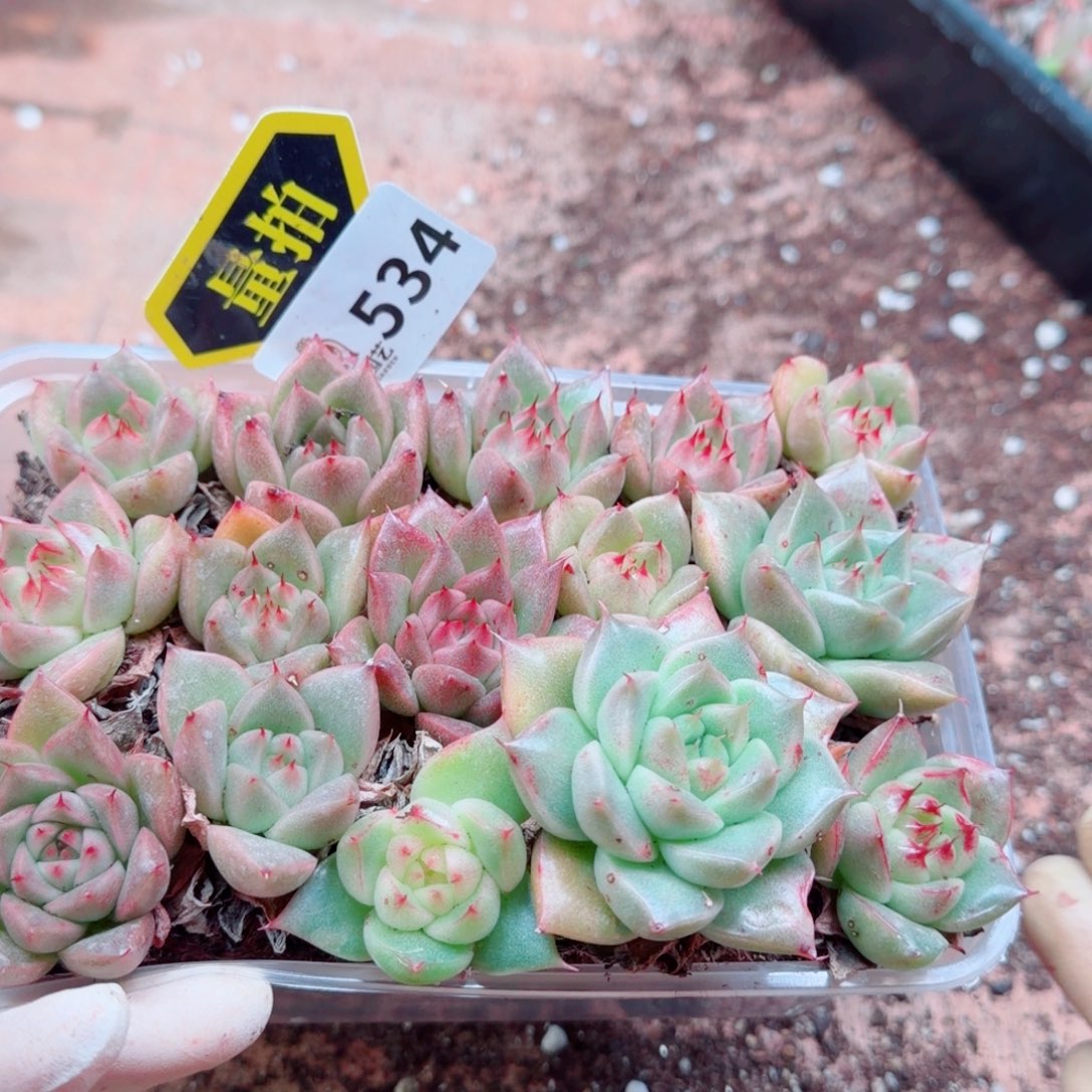 多肉植物多肉植物