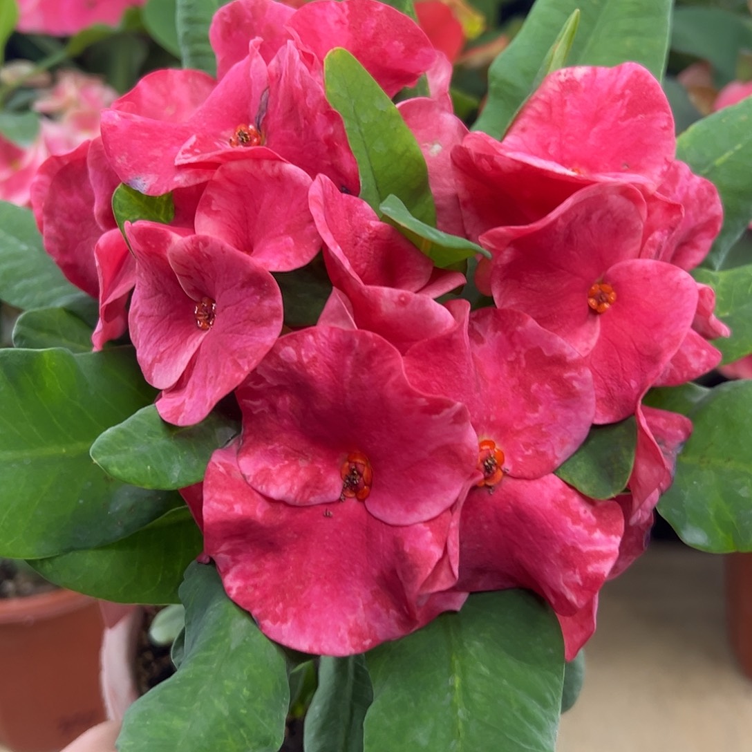 霓虹灯泰国大花虎刺梅