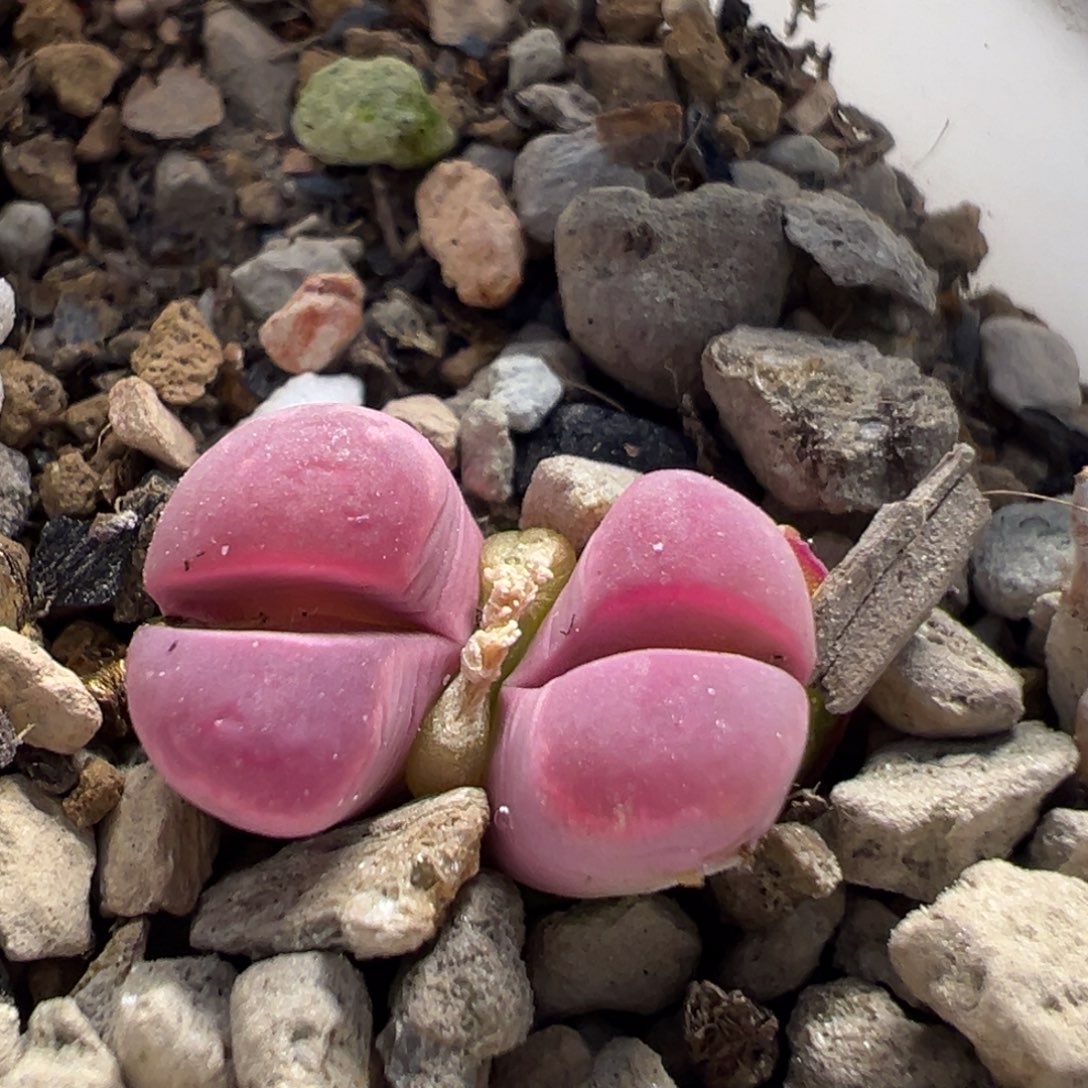 176多肉植物百科知识