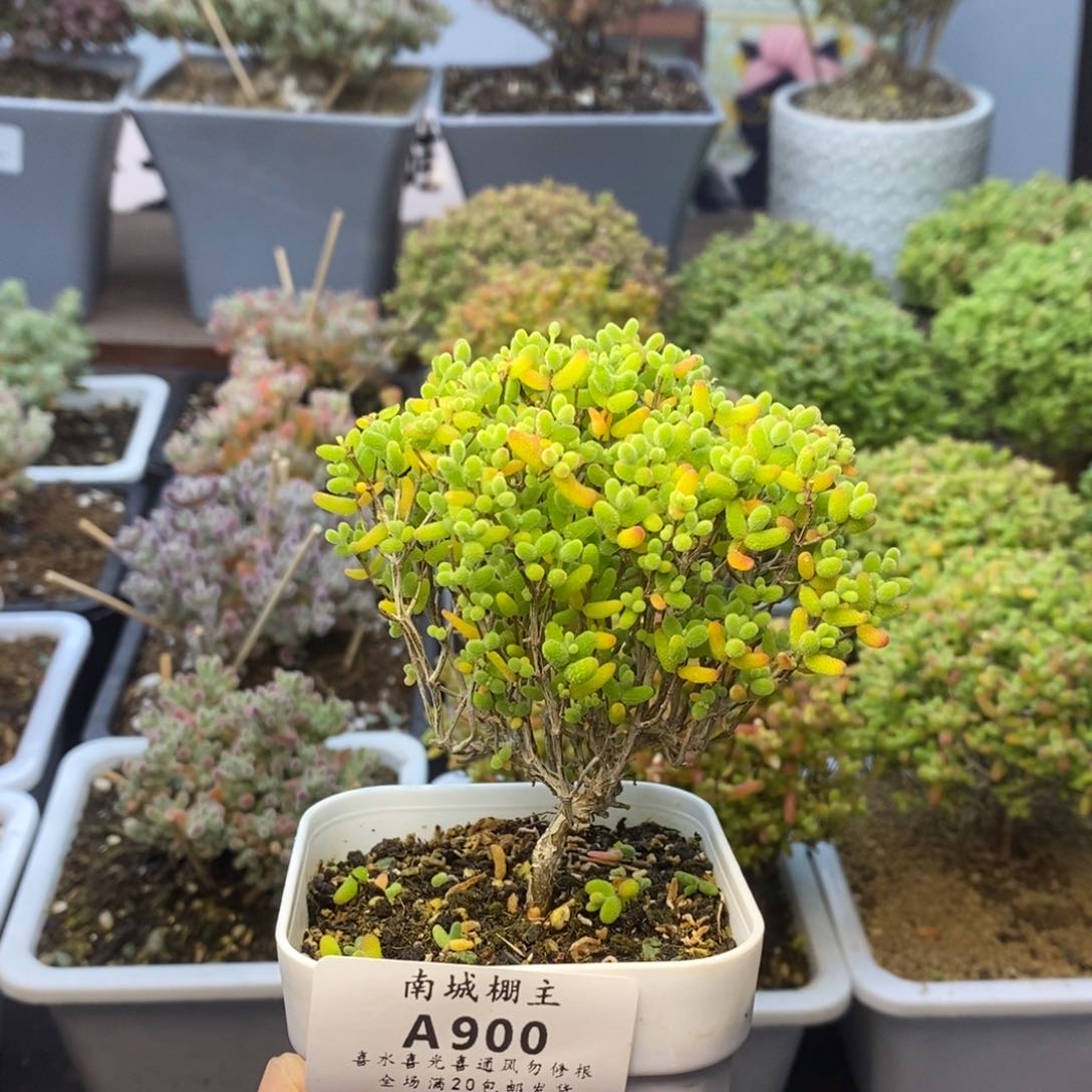 990蜜橘糖球枝干番杏