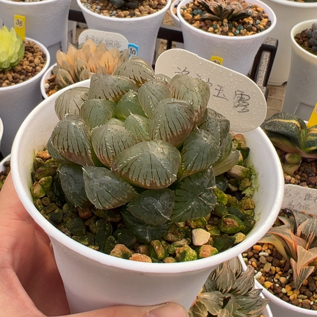 洛神玉露11111111111111