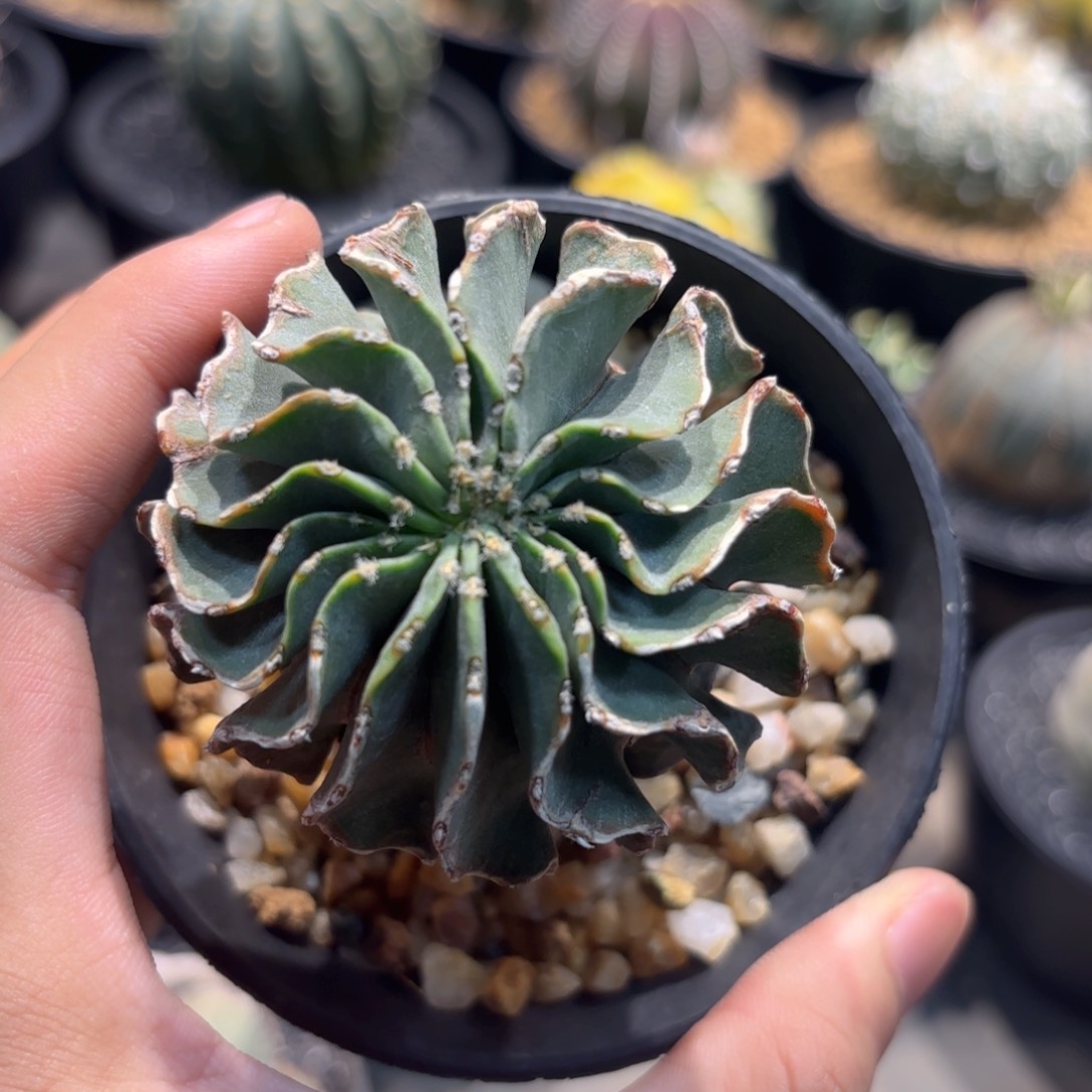 当前无花朵，栽培后可花朵波浪老薄叶