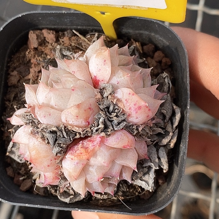 0102040罗莎莉亚 元旦福利