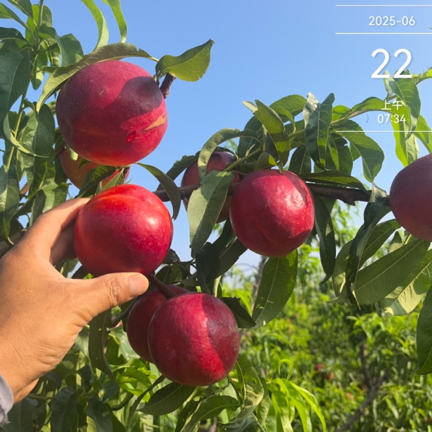 酥姿红玫瑰3号6月22号成熟 油桃 优质品种苗  桃树苗