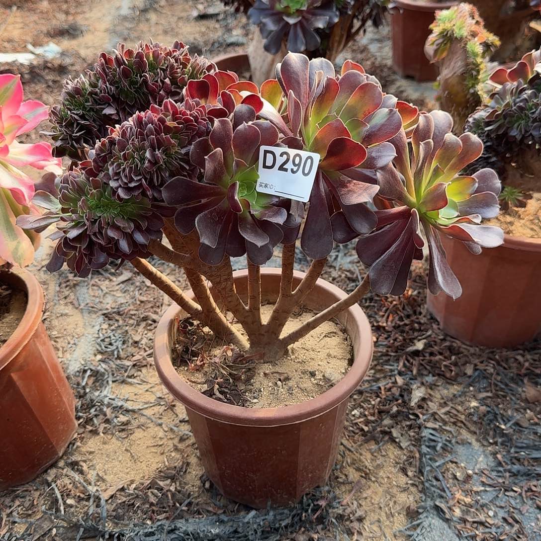 大***光290欧紫朵朵一颗呀呀