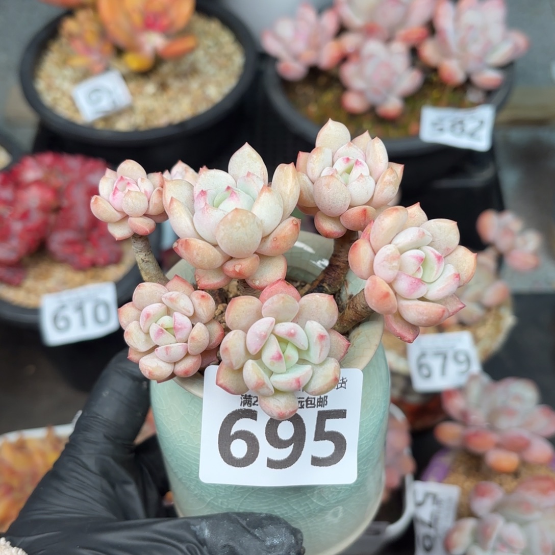 蜜桃格林无盆土发货