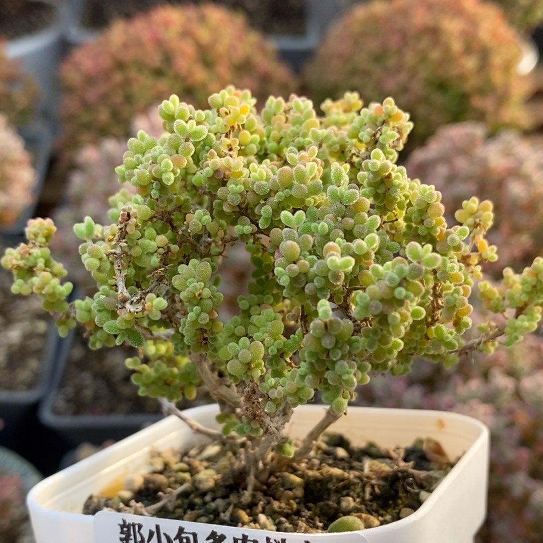 小小米5466枝干番杏