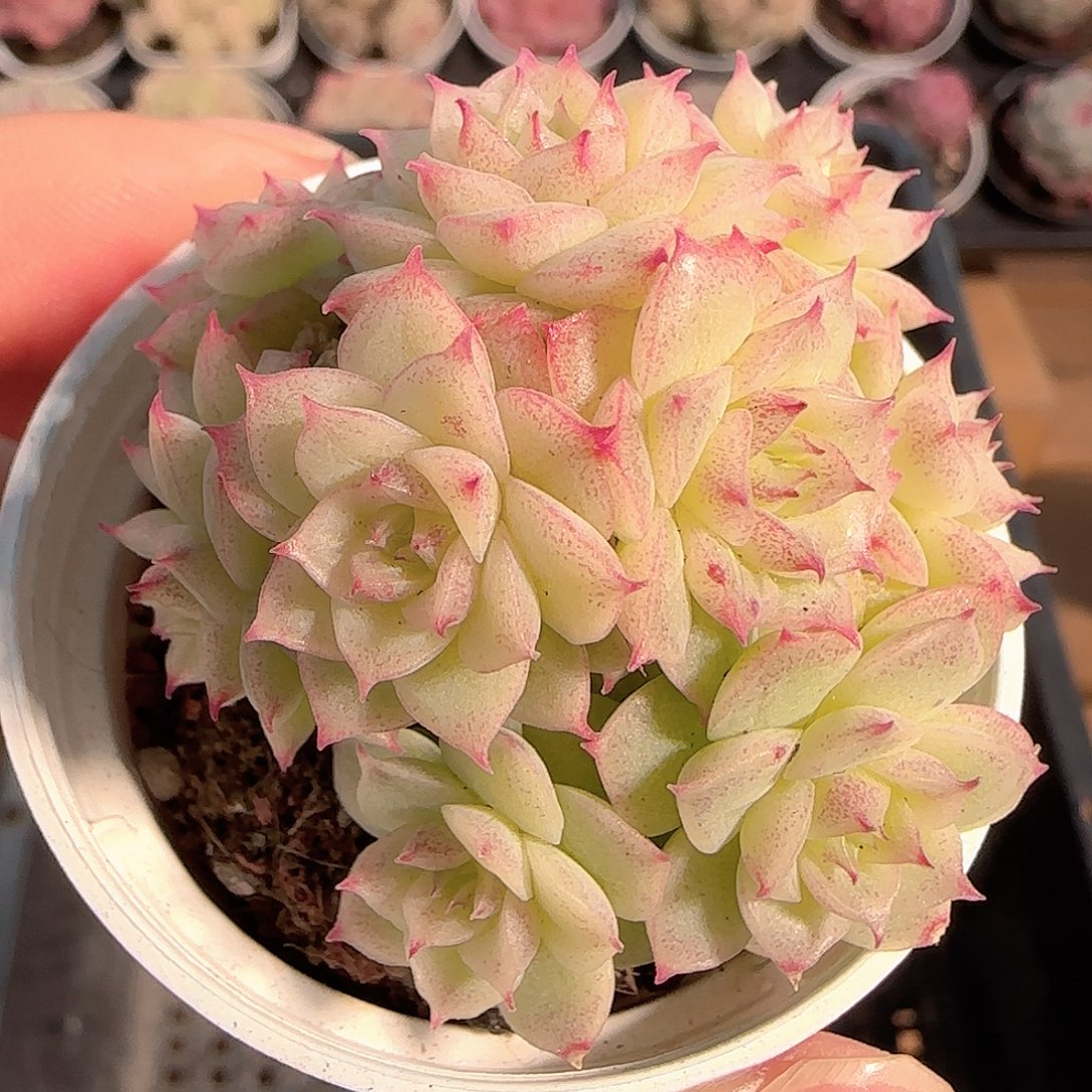 多肉1209-248优选麦秆群