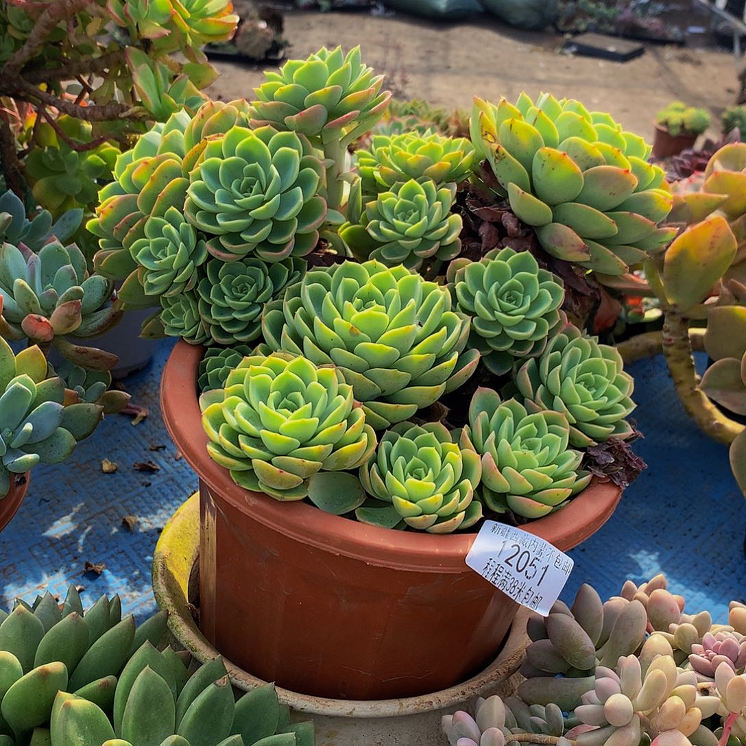 黄***姐哈密瓜12051多肉多肉