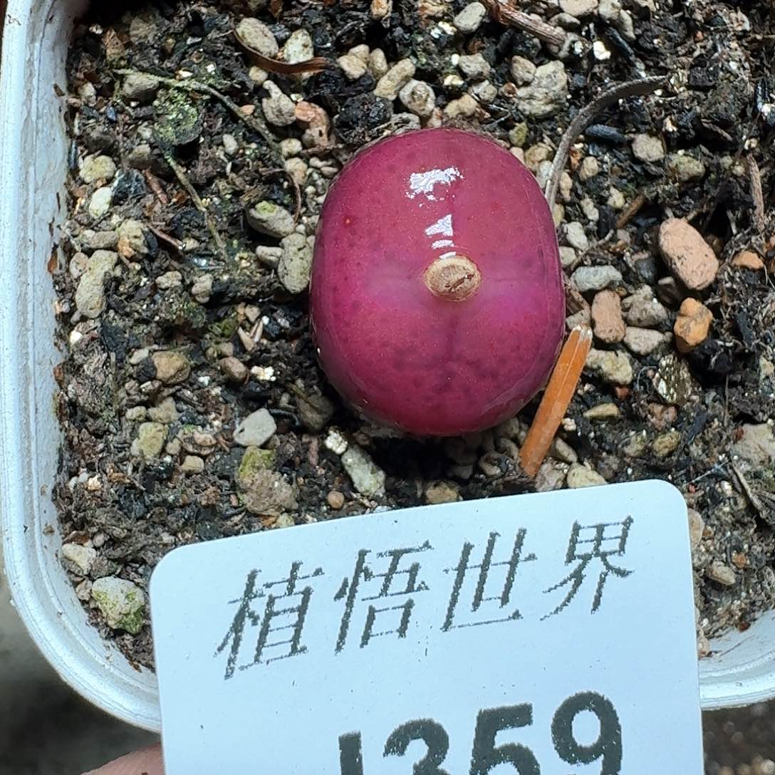 359厚德载物哇付出更多肉植物哇