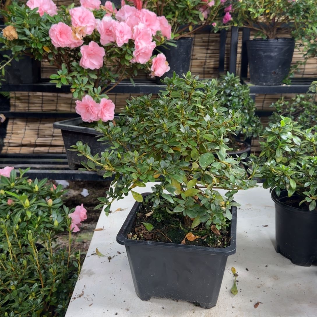 b***贝完全开放皋月杜鹃彩