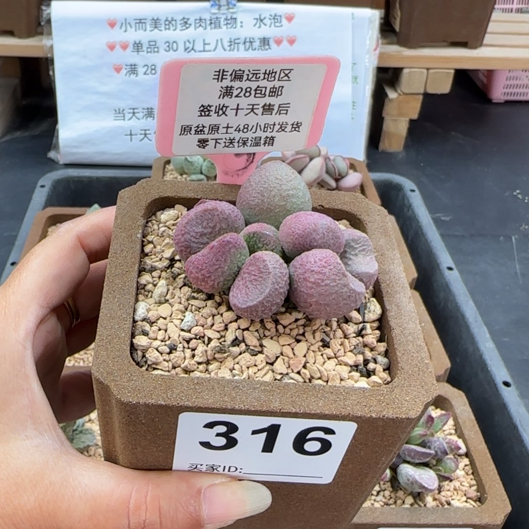 316红烧肉多肉植物