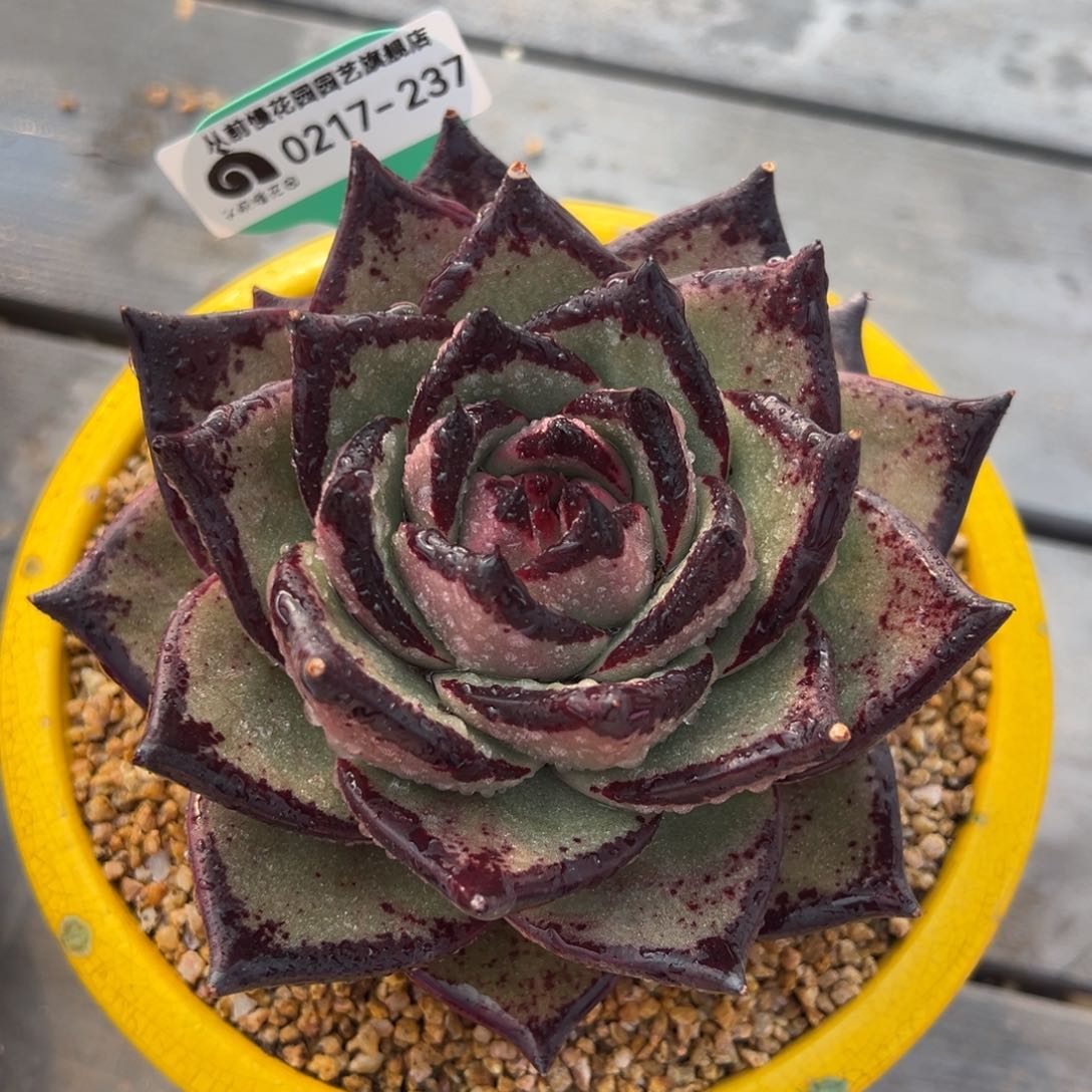 从前慢多肉精选编号0217.237