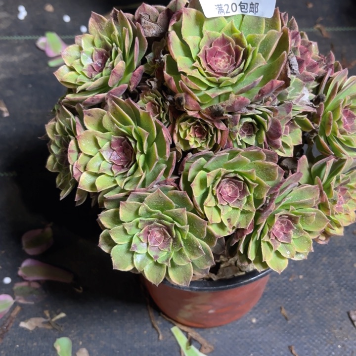 瑞妈一物一拍336