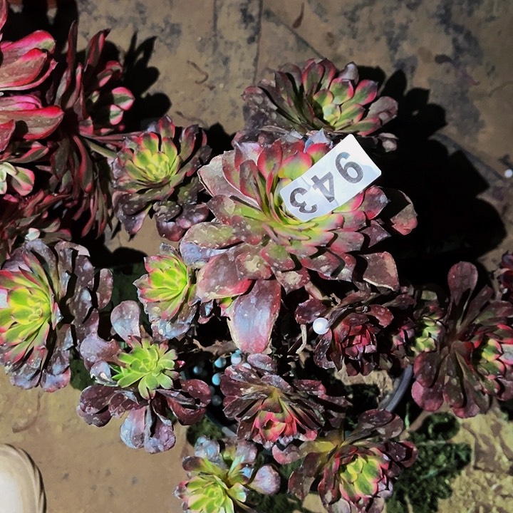 943粉钻多肉植物处理不售后