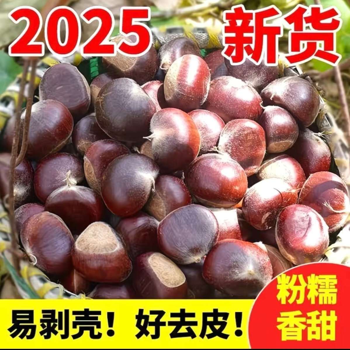 新鲜现摘香甜粉糯好剥皮的板栗美味即食
