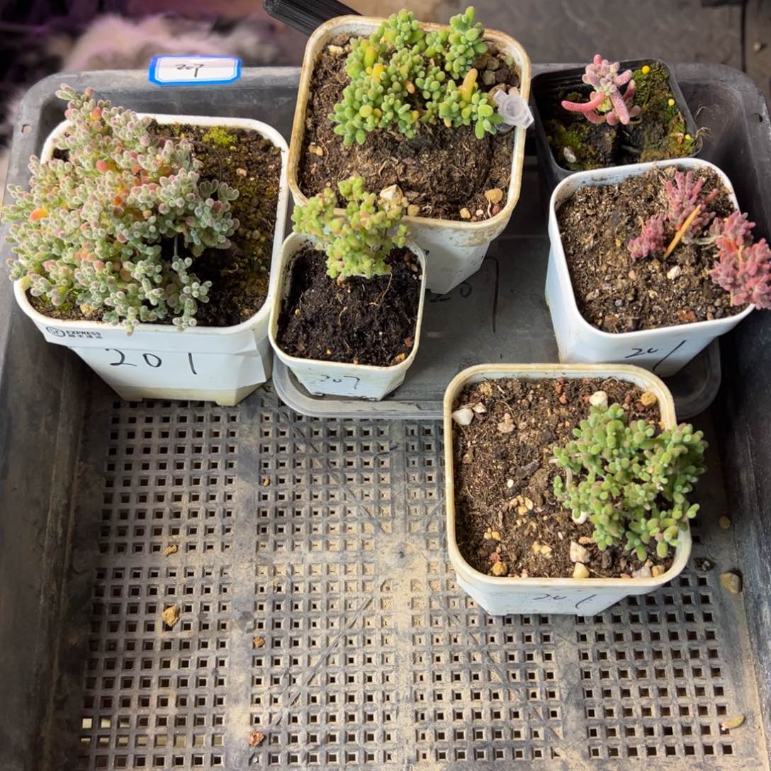 207啊啊啊啊啊啊啊啊啊啊啊太