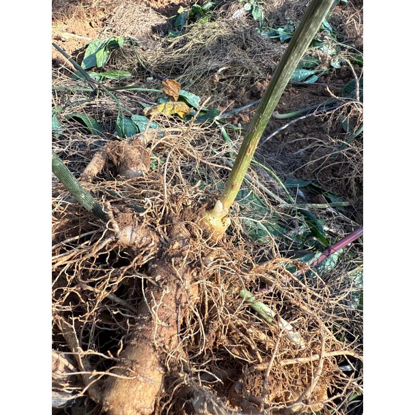 云南文山正宗生三七