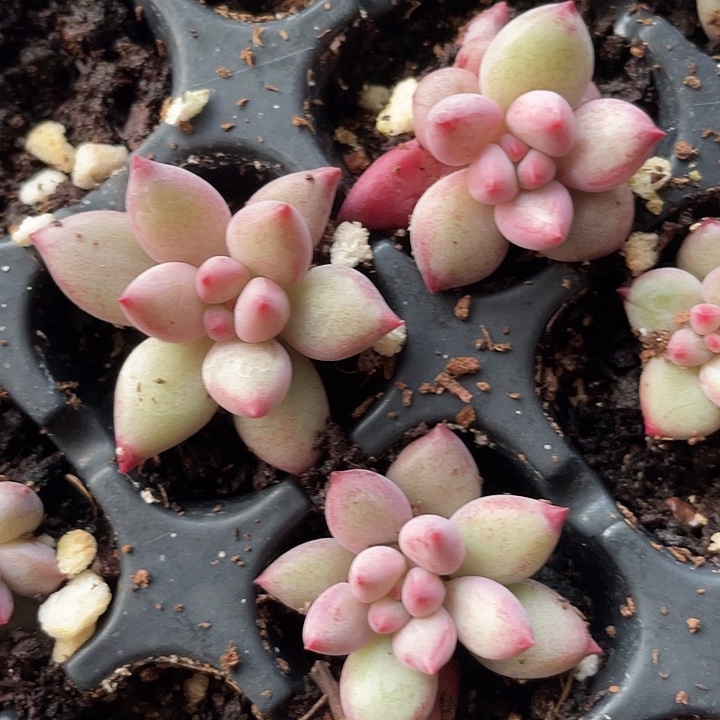 车厘子发5颗满18包邮