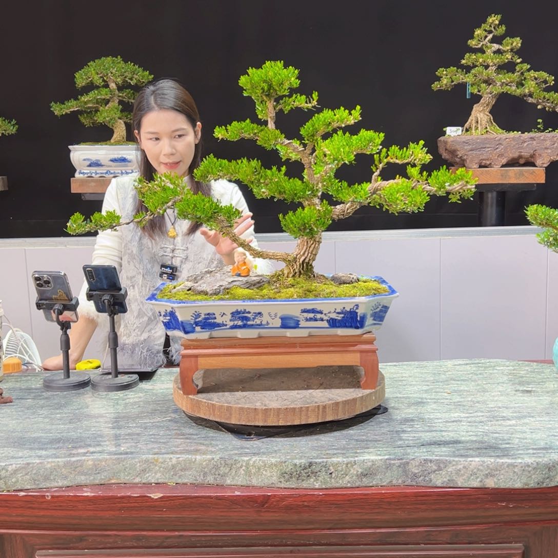 黄杨盆景老桩四季长青