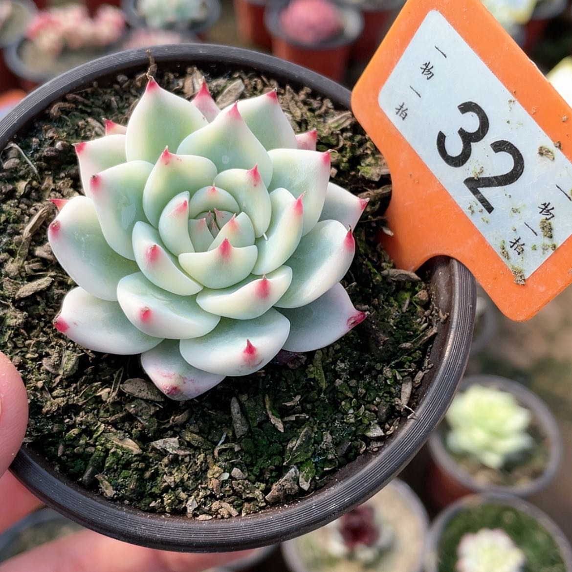 【闪购商品】32号的