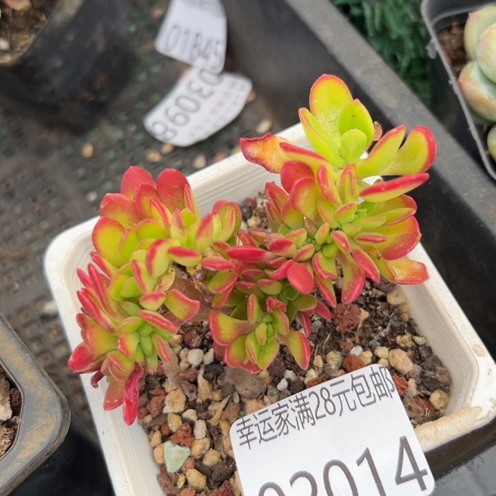 幸运的人会遇到你我