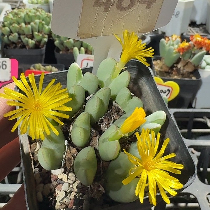 密密麻麻密密麻麻吗1110