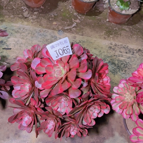 065艳花多肉植物