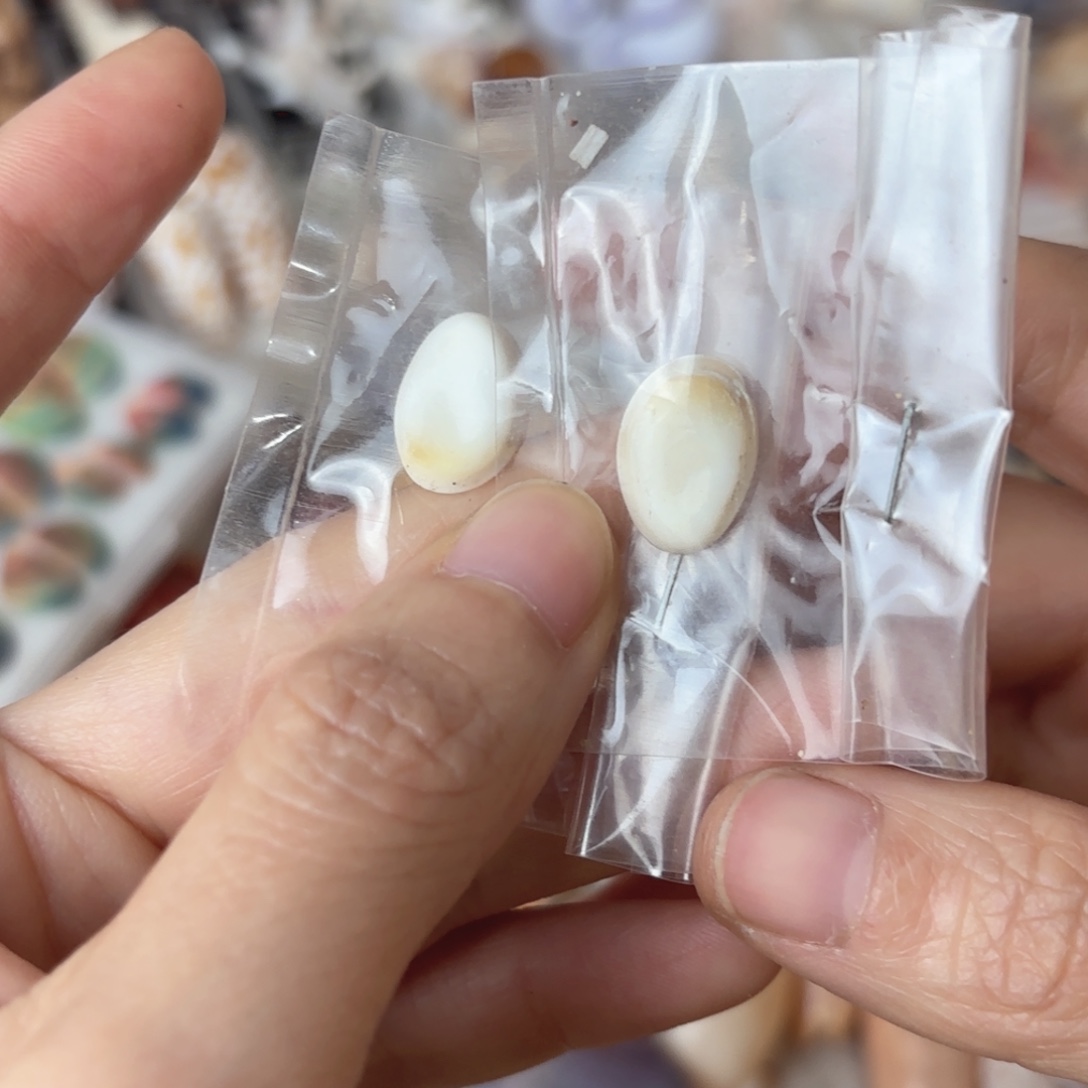 火***子天然海螺标本福利