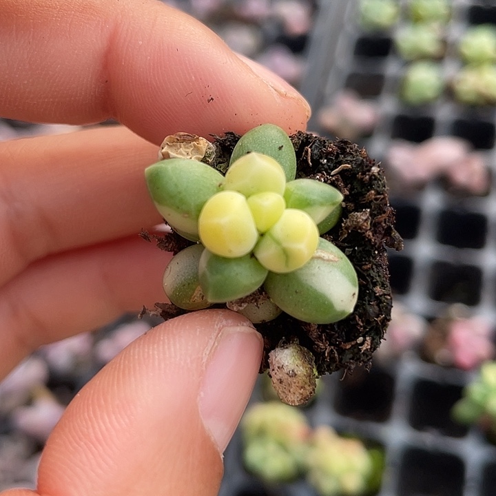 一物一拍满18包邮