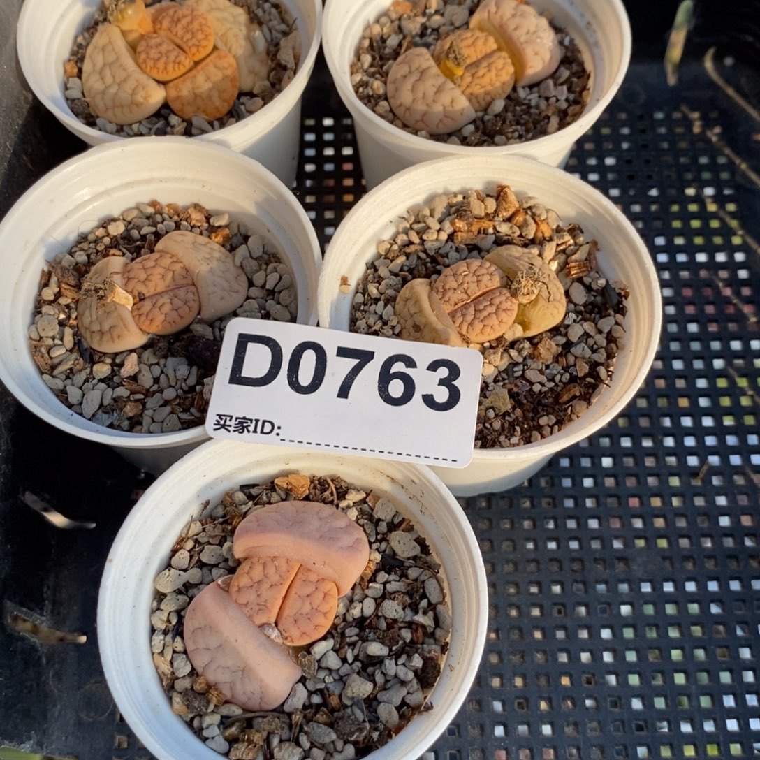 0764直播间一物一拍