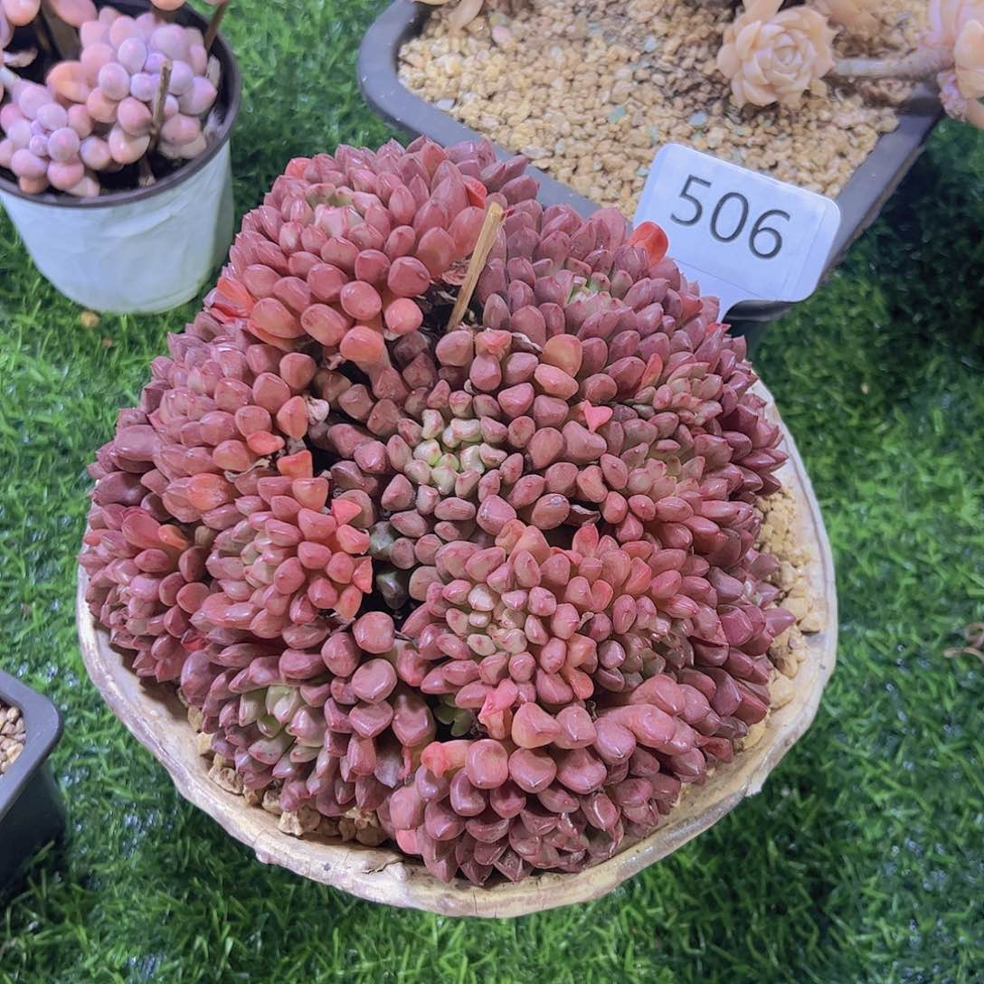 小*妮506灯笼宝石28元