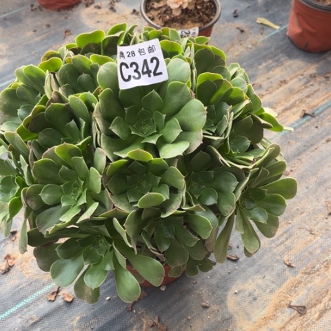 342柠檬玫瑰不包断枝