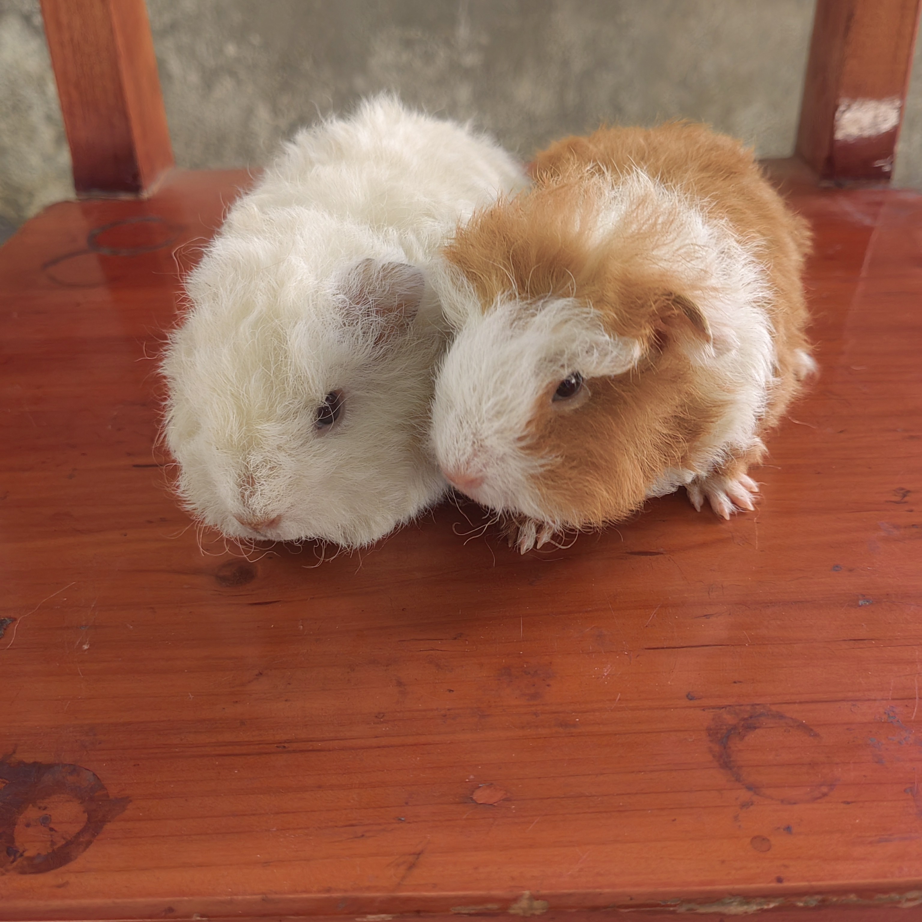 长卷毛荷兰猪妹妹（一物一拍）