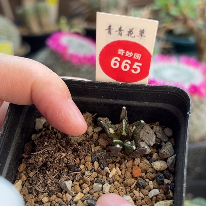 实生四年黑牡丹一棵仙人球