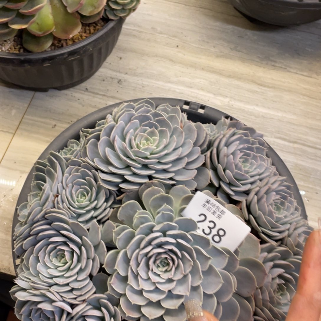 黑大帅多肉238tianci 