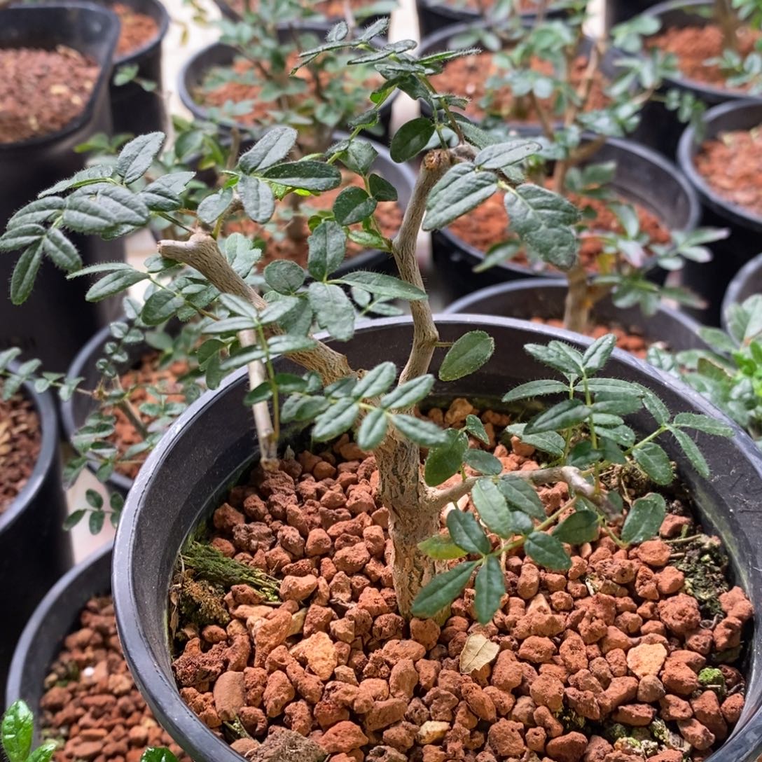 入门级【滔天橄榄】实生带盆