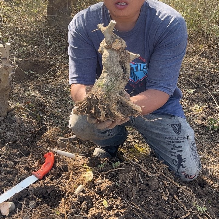 泉***水无花朵对节白蜡素材一颗