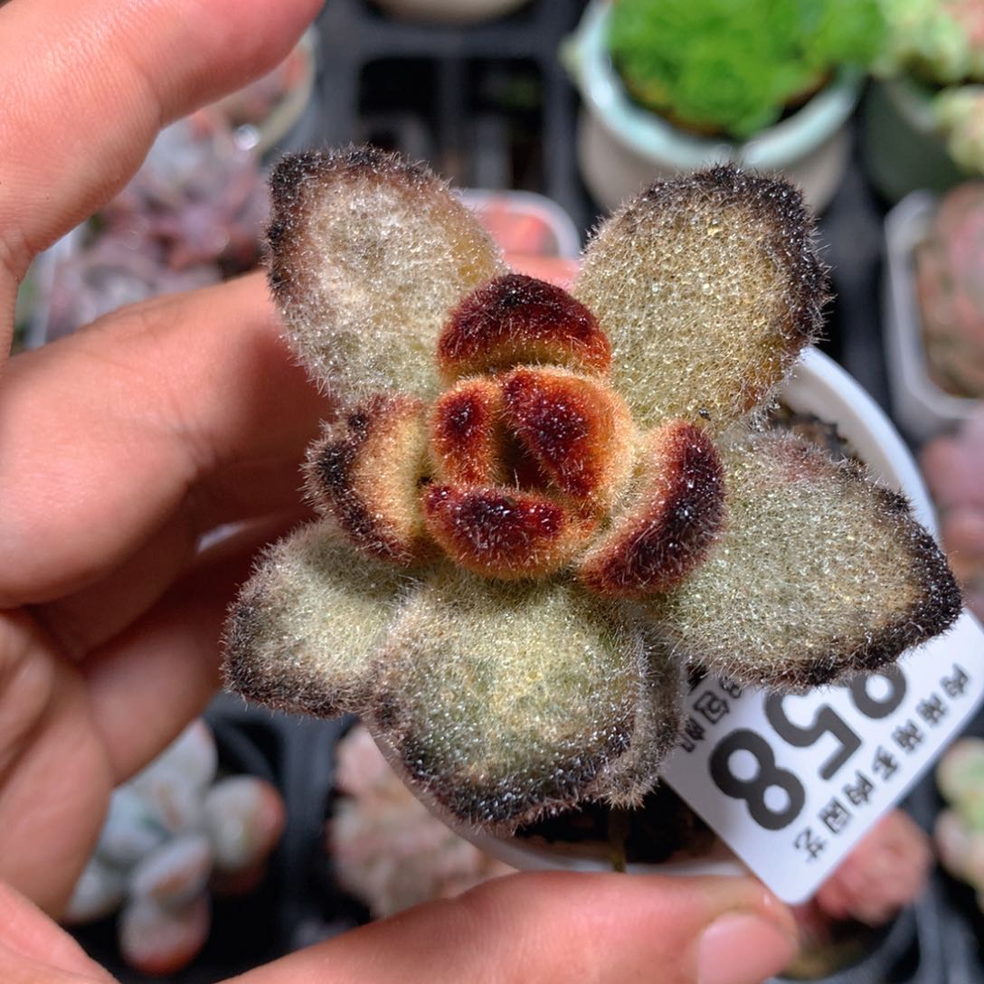 5CM拇指盆精控多肉ZS858