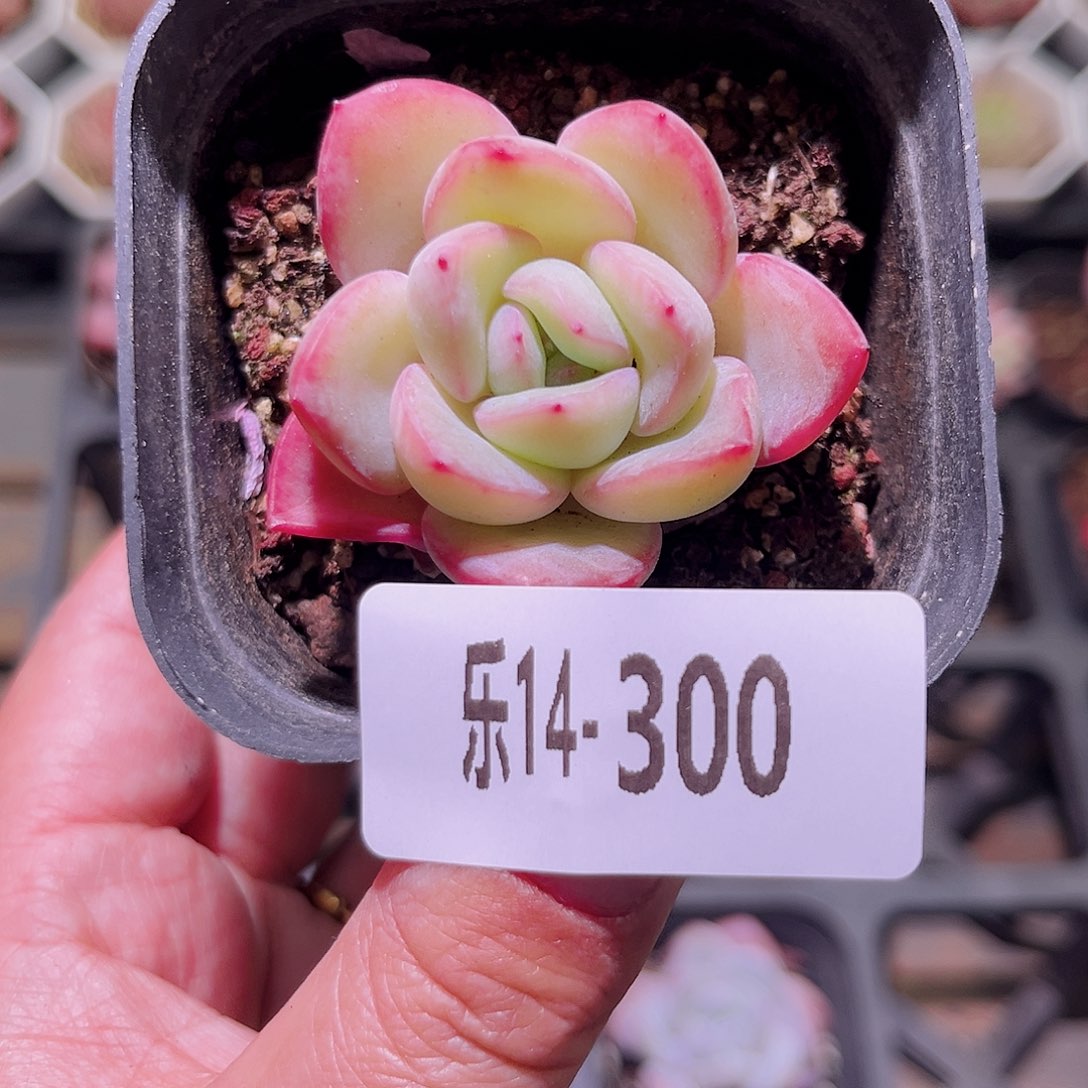 乐然14-300 草莓泡芙