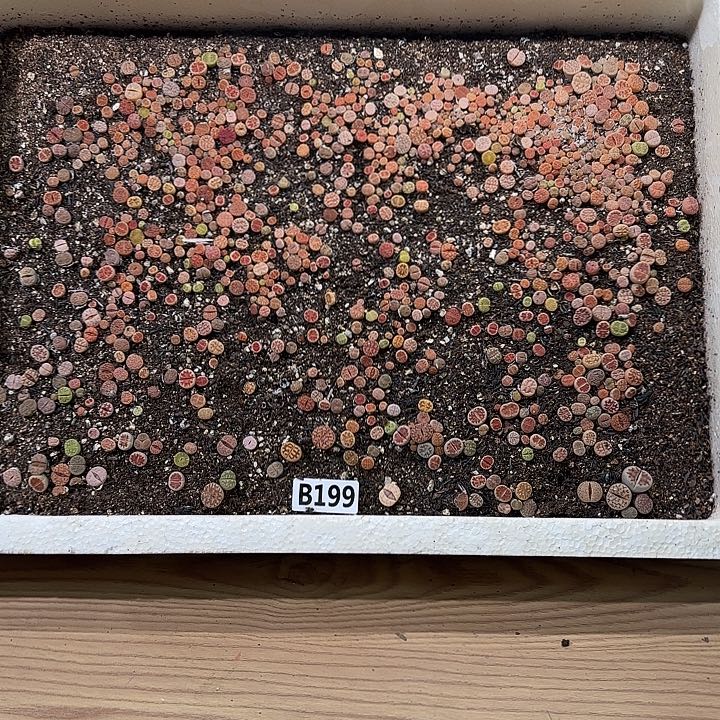 B199 生石花整箱脱土发货