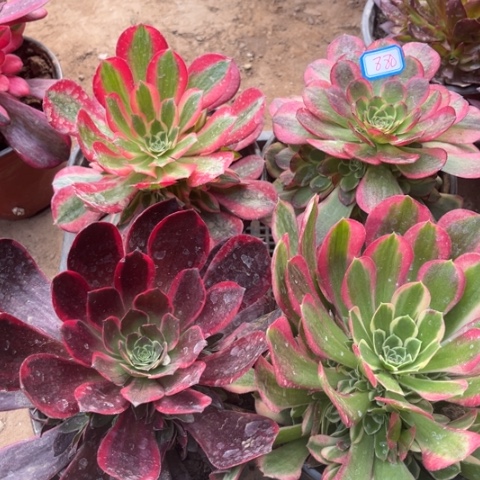 880多肉植物组合