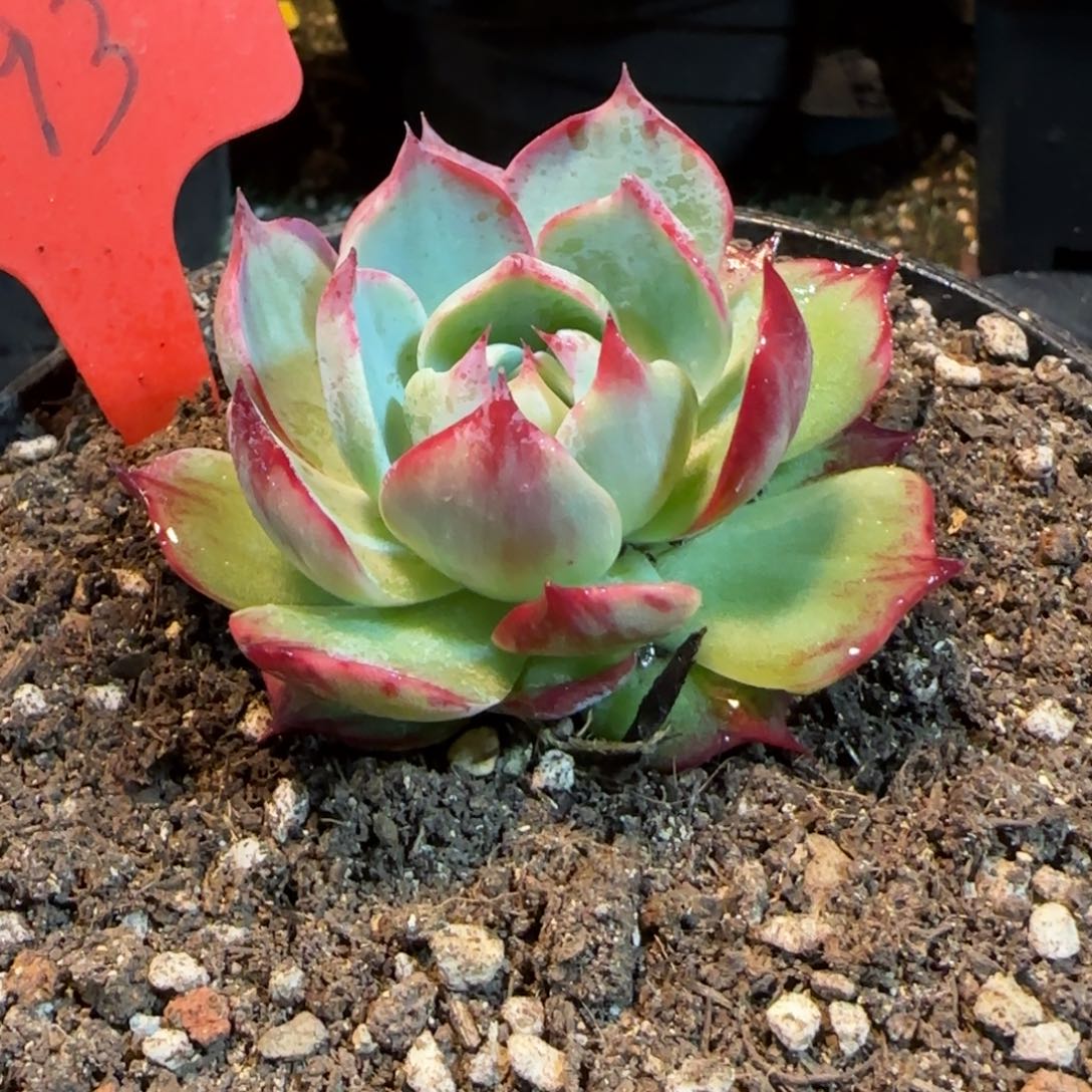 惊鸿一物一拍包装收缩花旱193