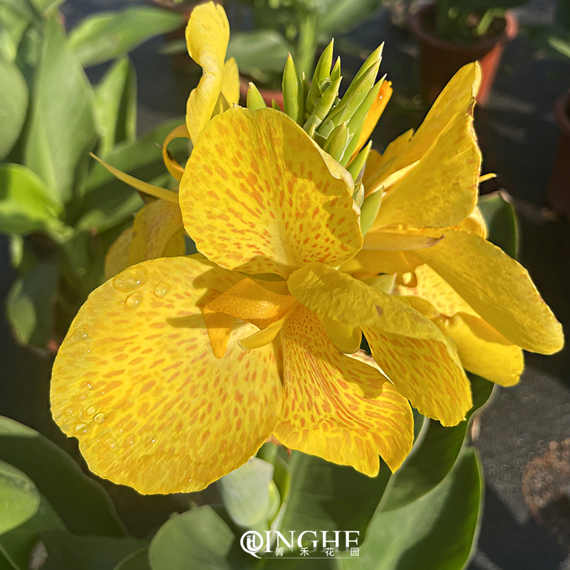 箐禾【大花大叶美人蕉】多年生花卉盆栽室外阳台庭院基地直发