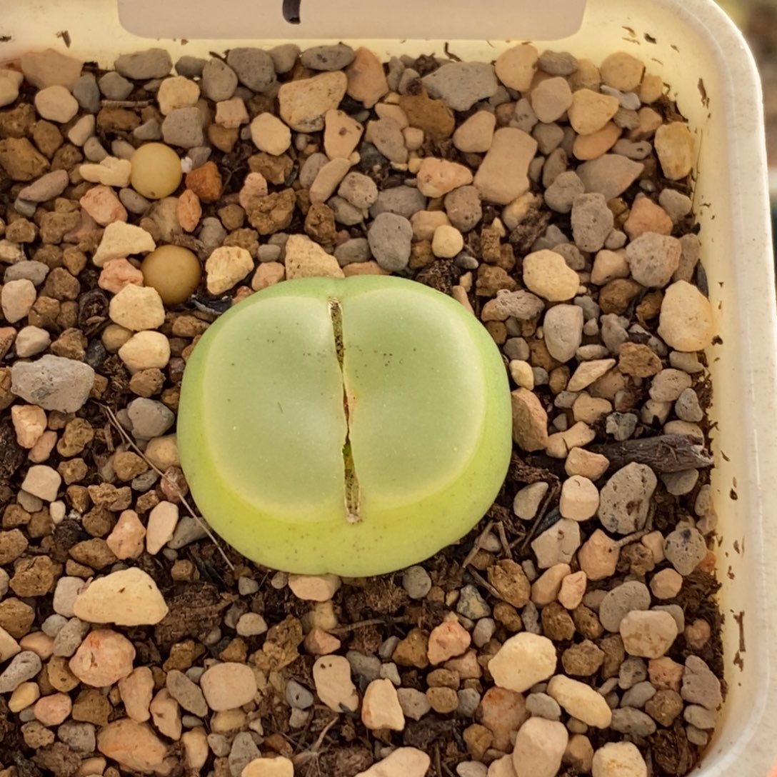 8***370好看好看好看拉登